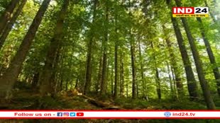 एमपी के वन क्षेत्र में आई कमी