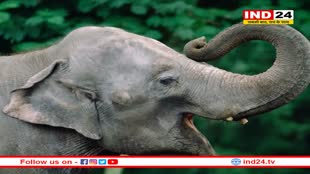 लंबी क्यों होती है हाथियों की सूंड, उनके इतिहास में छिपा था रहस्य