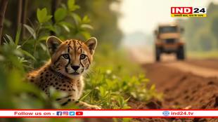 चीतों के लिए कूनो ने रुकवा दी 209 करोड़ की सड़क, जंगल के बीच से नहीं निकलेगा हाईवे