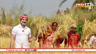 Rahul Gandhi Video: अचानक खेत में पहुंचे राहुल गांधी, गमछा बांधा और शुरू कर दी धान कटाई