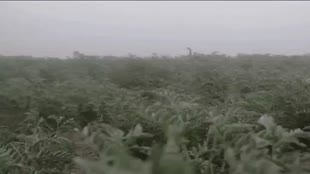 Rajasthan Weather Update: जैसलमेर में रहा सीजन का सबसे ठंडा दिन, जानें आगे कैसा रहेगा मौसम का हाल 