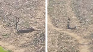 CG News : बारिश आते ही मस्ती में नाचने लगा नाग-नागिन का जोड़ा, इंटरनेट पर छाया वीडियो......