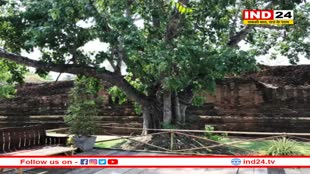 पीपल के पेड़ की कितनी परिक्रमा करनी चाहिए, शनि प्रकोप से मुक्ति के लिए पीपल की पूजा