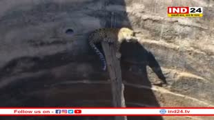 कुएं में गिरा तेंदुआ, ग्रामीणों की सूचना पर पहुंची वन विभाग की टीम ने किया रेस्क्यू