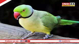 सतना में पहला और अनोखा मामला... 98 ग्राम के तोते की सर्जरी, 20 ग्राम का ट्यूमर निकाला