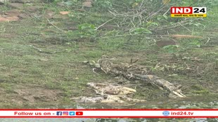 टाइगर स्टेट में एक और बाघ की मौत, गोली मार कर शिकार करने का आरोप