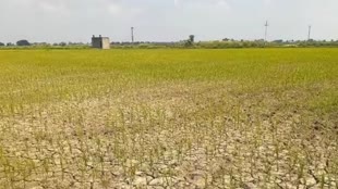 मध्य प्रदेश के कई जिलों में औसत से 40 फीसदी कम दर्ज हुई बारिश