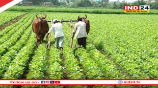 सरकार ने बढ़ाया सोयाबीन का मॉडल रेट, 15 दिनों में 265 रुपए की बढ़ोतरी