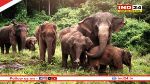 हाथियों को रास आ रहा MP का वन, वन विभाग की रिपोर्ट में खुलासा