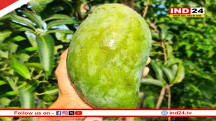 विलुप्त होने की कगार पर भारी वजन वाला 'नूरजहां' आम, एक्शन मोड में सरकार