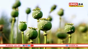 म्यांमार: अफ़ीम की खेती में अफ़ग़ानिस्तान को पीछे छोड़ दुनिया का नंबर वन देश कैसे बना?