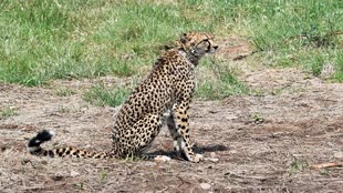 MP News: कूनो नेशनल पार्क में एक और चीते की मौत, अब तक 9 ने तोड़ा दम