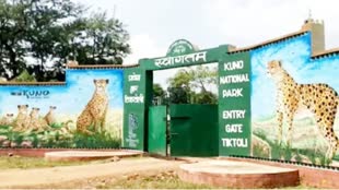 कूनो में 50 करोड़ की लागत से दो वर्ष में तैयार होगी 'चीता सफारी', पर्यटकों के लिए होंगी ये खास चीजें