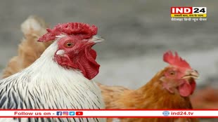 China H3N8 Bird Flu: चीन में H3N8 वायरस का कहर, बर्ड फ्लू से एक महिला की मौत, WHO ने कही ये बात