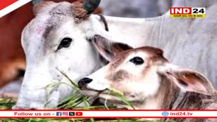 Bachh Baras 2024: आज है बछ बारस व्रत, जानें शुभ मुहूर्त और पूजा विधि