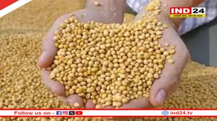 MP को फिर मिला “सोया प्रदेश” का ताज, उत्पादन में महाराष्ट्र और राजस्थान को छोड़ा पीछे