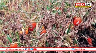 हिमाचल में भारी बारिश से टमाटर की कीमतों में उछाल की आशंका