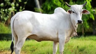 छत्तीसगढ़ में अब गौ तस्करी पर 7 साल की सजा और 50 हजार का जुर्माना, ये नियम लागू