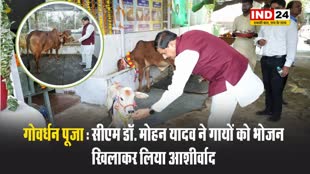 गोवर्धन पूजा : सीएम डॉ. मोहन यादव ने गायों को भोजन खिलाकर लिया आशीर्वाद