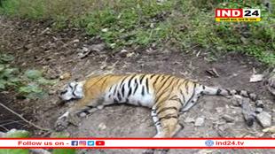 पेंच टाइगर रिजर्व में मिला बाघिन का शव, दांत और पंजे गायब