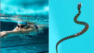 CG NEWS : नगरनिगम के अधीन स्विमिंग पूल में 10 वर्षीय बच्ची को सांप ने डसा, संचालक की लापरवाही आई सामने 