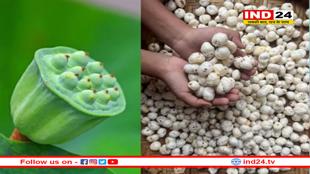 बिहार की तर्ज पर MP में भी होगी मखाने की खेती, बढ़ जाएगी किसानों की आय