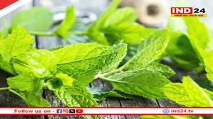 Health update: गर्मियों में वजन कम करने के लिए करें पुदीने का सेवन