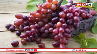 Health Tips: लाल अंगूर खाने से याददाश्त होती तेज, इसमें मौजूद फाइबर पाचन को देते हैं बढ़ावा 
