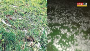 Hailstorm : ओलावृष्टि से फसलों को हुए नुकसान, श‍िवराज सरकार कराएगी सर्वे