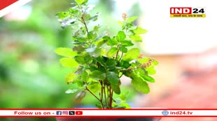 आज है तुलसी पूजन दिवस, जानें शुभ मुहूर्त और पूजा विधि