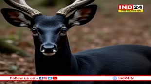 काले हिरण की पोस्टमार्टम रिपोर्ट में चौकाने वाला खुलासा