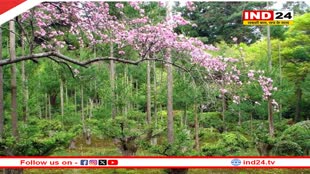 Japan News: कमाल की है जापान की दाईसुगी तकनीक, बिना पेड़ों को काटे भी मिल जाती है लकड़ी