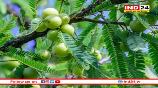 खाली पेट करें इस फल का सेवन और बढाये अपनी इम्युनिटी और रोगों से भी पाये छुटकारा