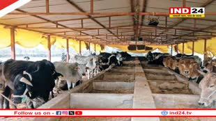 डॉ मोहन सरकार का बड़ा फैसला, मध्यप्रदेश में बनेंगे 9 गौ-अभ्यारण्य