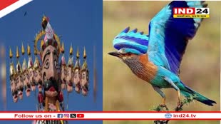 आखिर क्यों दशहरे पर नीलकंठ को देखना शुभ माना जाता है? जानें इसका धार्मिक महत्व