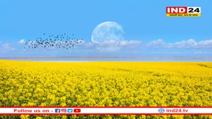 गेहूं छोड़ सरसों में किस्मत आजमा रहे बुन्देलखण्ड के किसान, लागत से 8 गुना ज्यादा हो रही कमाई