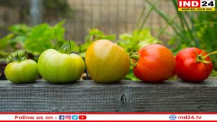 Green Tomatoes Benefits: सेहत संबंधी बीमारियों से पाना चाहते हैं निजात, तो खानपान में शामिल करें हरा टमाटर  