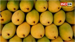 आम खरीदते समय होता है कंफ्यूज, तो इन Tips को करें फॉलो