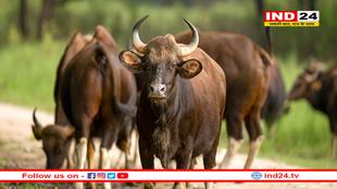 बांधवागढ़ टाइगर रिजर्व : बांधवगढ़ में आएंगे 50 बायसन