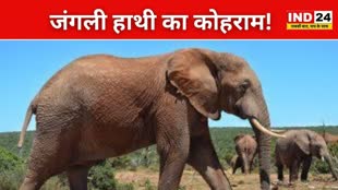 CG NEWS : हाथी के हमले से ग्रामीण की मौत, ग्रामीणों ने भागकर बचाई जान....