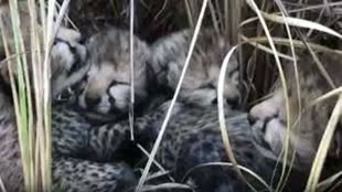 कूनो में चीते के 2 और बच्चों की मौत, अब तक 3 शावकों की गई जान