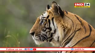 रातापानी टाइगर रिजर्व का लोकार्पण होते ही बाघिन की सड़क दुर्घटना में मौत, सरकार पर उठे सवाल