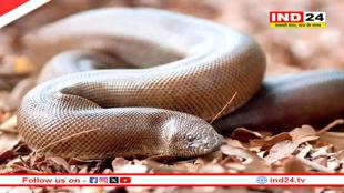 दुर्लभ दोमुंहे सांप की तस्करी कर रहे अंतर्राज्यीय पशु तस्करो का भांडाफोड, कर लाडवा गैंग के तीन तस्कर गिरफ्तार