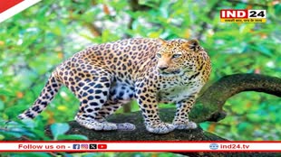 जंगल से भटका तेंदुआ, रिहायशी क्षेत्र में आ पहुंचा, ग्रामीणों में दहशत