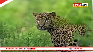  प्रदेश में 3,907 तेंदुए, कर्नाटक में सबसे ज्यादा संख्या बढ़ने के बावजूद एमपी नंबर वन पर बरकरार