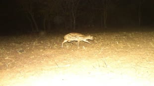 CG News :  छत्तीसगढ़ में यहां नजर आया दुनिया का सबसे छोटा हिरण.....