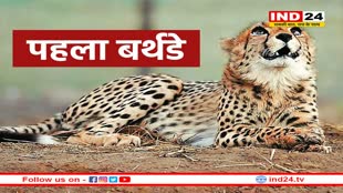 बधाई! आज पहले देशी भारतीय चीते का पहला जन्मदिन, देश में अब 27 हो गई चीतों की संख्या