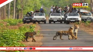मप्र के सभी टाइगर रिजर्व आज से बंद, अब 1 अक्टूबर को खुलेंगे