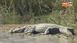 खटीमा आबादी क्षेत्र में बढ़ती जा रही मगरमच्छ निकलने की घटनाएं, इलाके में अफरातरफी का माहौल