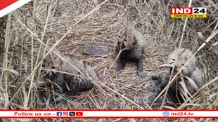 कूनो नेशनल पार्क से खुशखबरी,मादा चीता आशा ने तीन शावकों को दिया जन्म